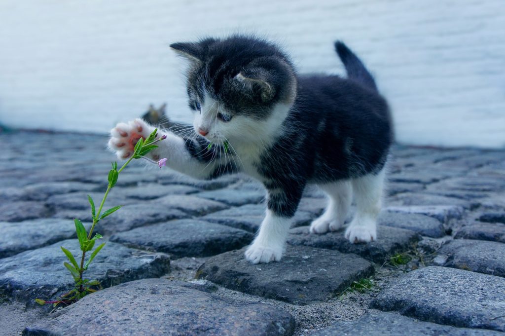 猫 花に触れている