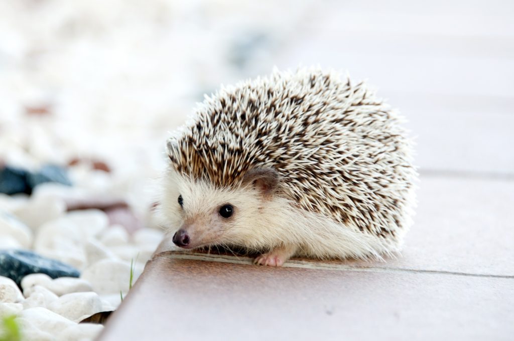 ハリネズミ 一匹 かわいい