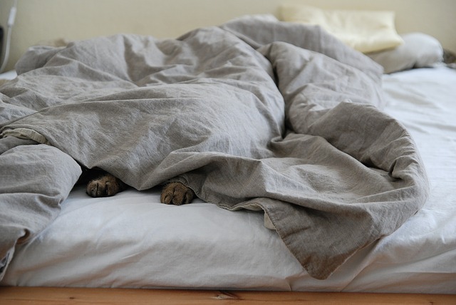 猫 布団をかぶって寝ている