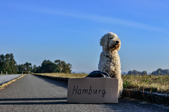 犬がヒッチハイク