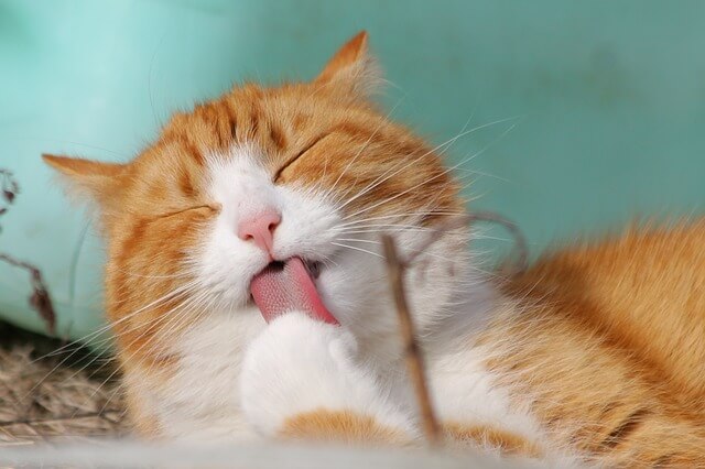 猫が舌を出している写真