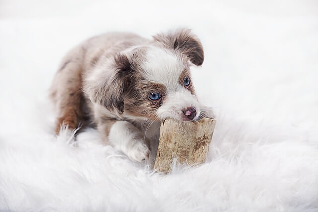 犬が口を隠している写真