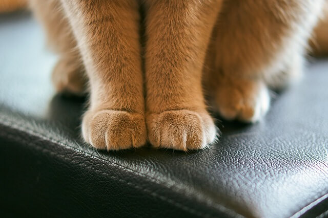 可愛い猫の足